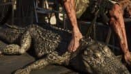 American Alligator