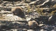 Beaver