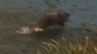 Wild Boar