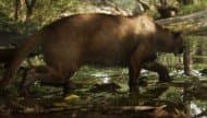 Florida Panther