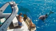 Bottlenose Dolphin