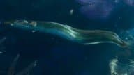 Eel