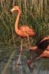 American Flamingo