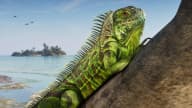 Green Iguana