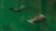 Manatee