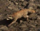 Raccoon