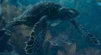 Sea Turtle