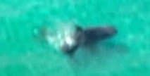 Shark