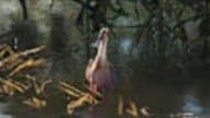 Roseate Spoonbill